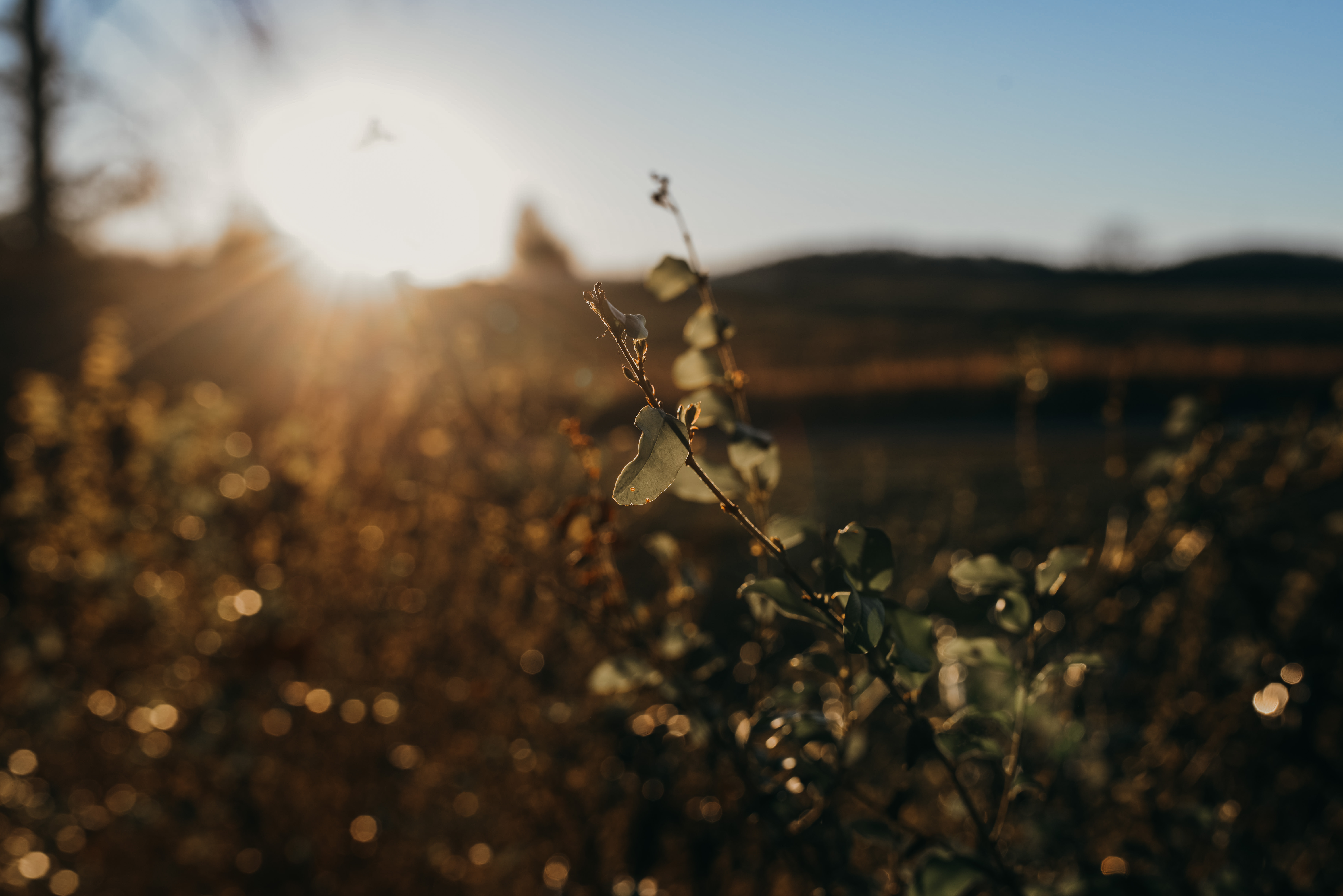 Sunset in a golden backdrop with a distant mountain and bush in the foreground, with a blurry background and a clear sky.